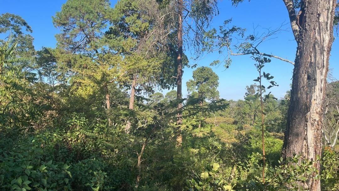 1.5 Hectares Serviced Stand in Brooke Ridge