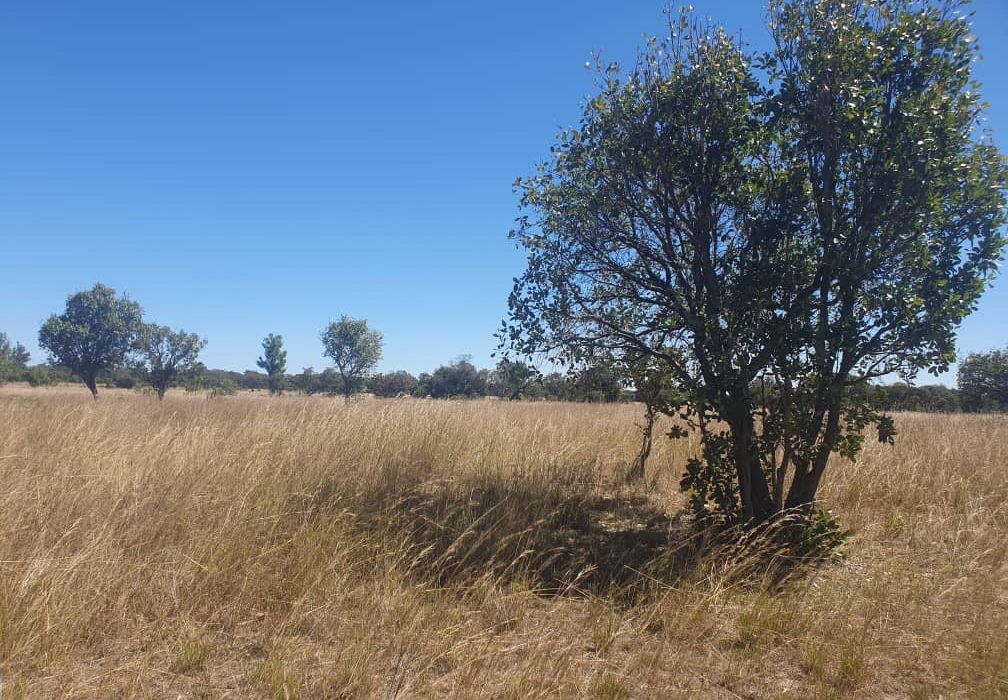 30 Hectare Farm For Sale in Bromley, Mashonaland East