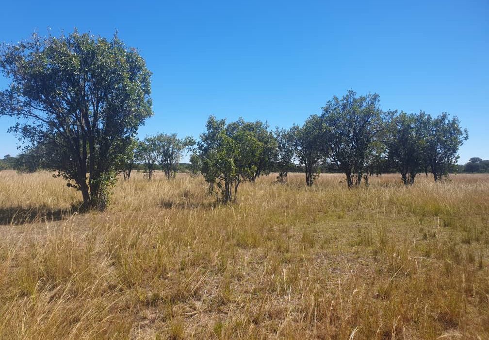 30 Hectare Farm For Sale in Bromley, Mashonaland East