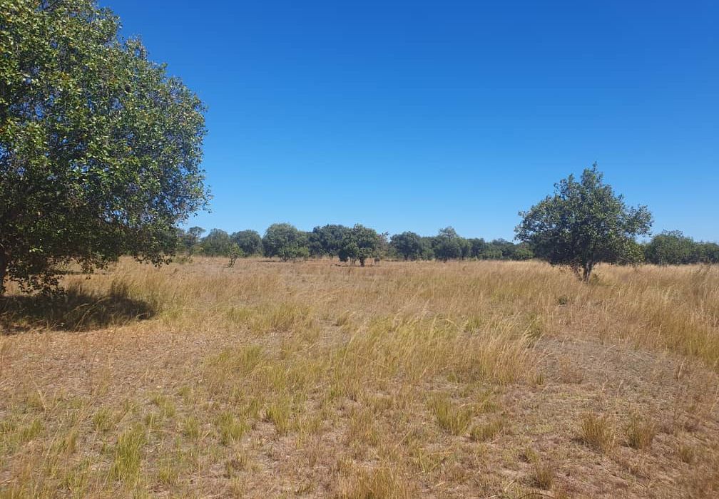30 Hectare Farm For Sale in Bromley, Mashonaland East