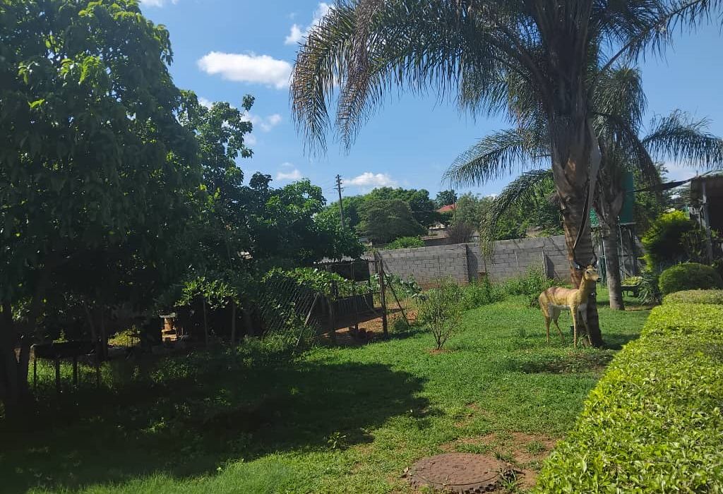 5 Bedroom House in Morningside for Sale 