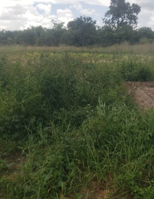 AGRIC PLOT FOR SALE IN RUWA
