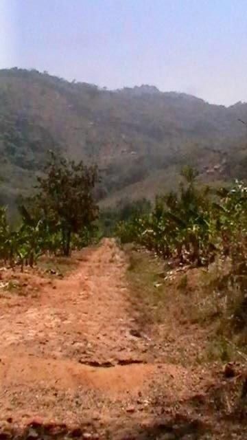 Banana Farm For Sale in Burma Valley, Bvumba 