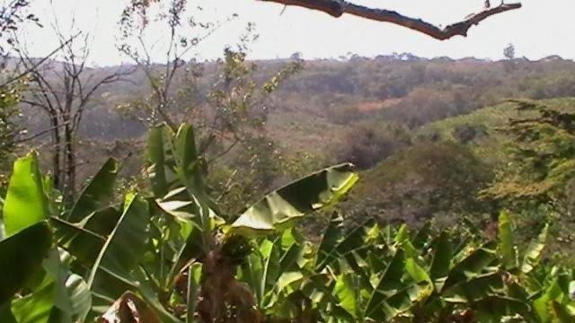 Banana Farm For Sale in Burma Valley, Bvumba 