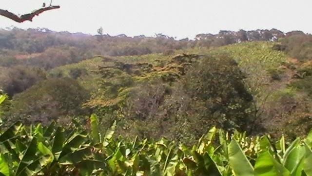 Banana Farm For Sale in Burma Valley, Bvumba 