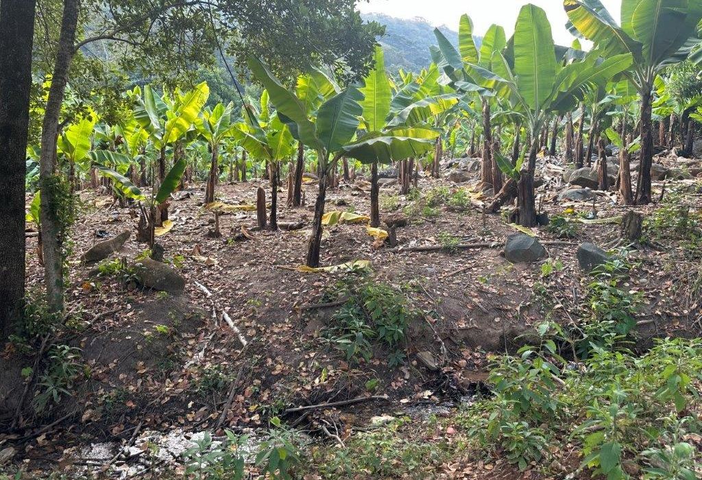 Banana Farm For Sale in Burma Valley, Bvumba 