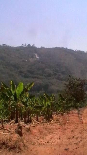 Banana Farm For Sale in Burma Valley, Bvumba 