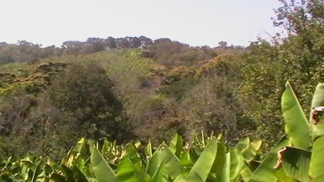 Banana Farm For Sale in Burma Valley, Bvumba 