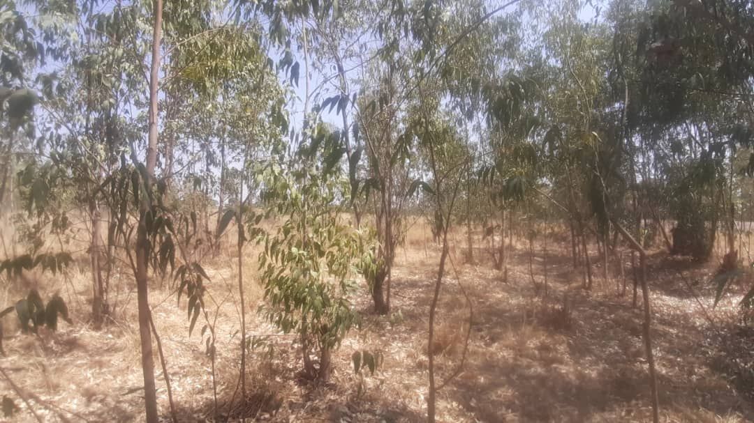 Commercial Property for Sale in Arcturus, featuring an Incomplete Homstead 
