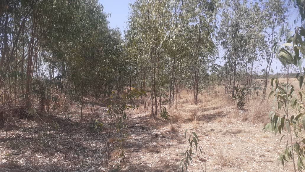 Commercial Property for Sale in Arcturus, featuring an Incomplete Homstead 