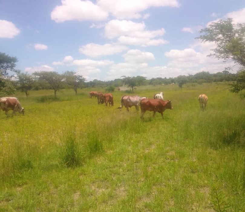 Farm for Sale in Chivhu