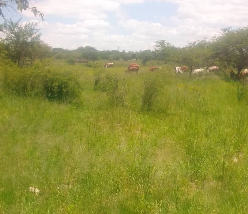 Farm for Sale in Chivhu