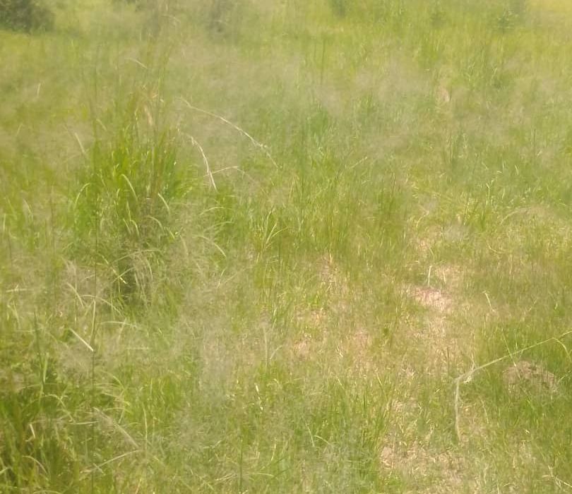 Farm for Sale in Chivhu