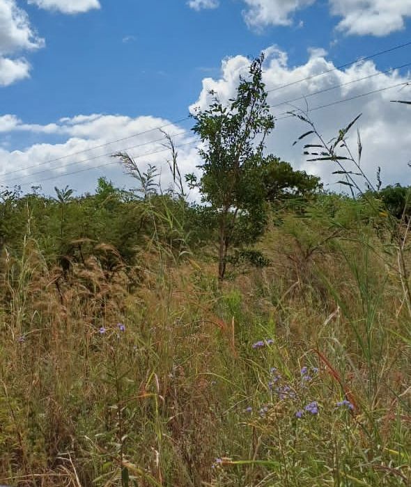 Glenforest Vacant Stand 2.24ha