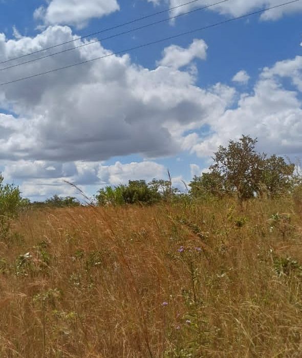 Glenforest Vacant Stand 2.24ha