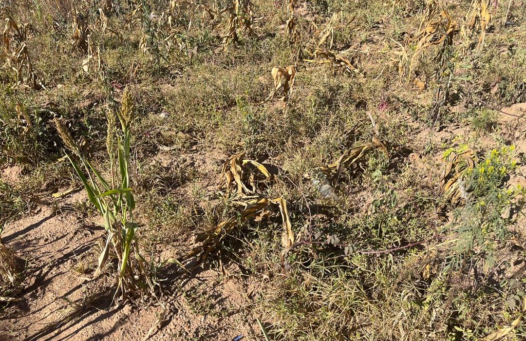 Land for sale in Msasa