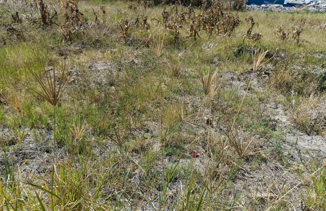 Land for Sale in Zimre Park