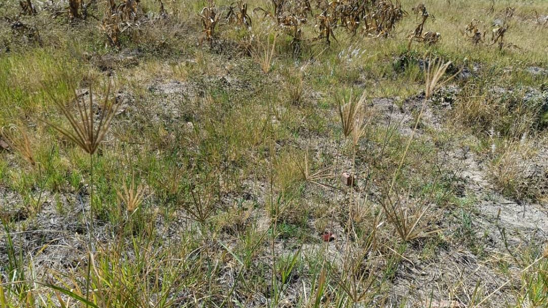 Land for Sale in Zimre Park