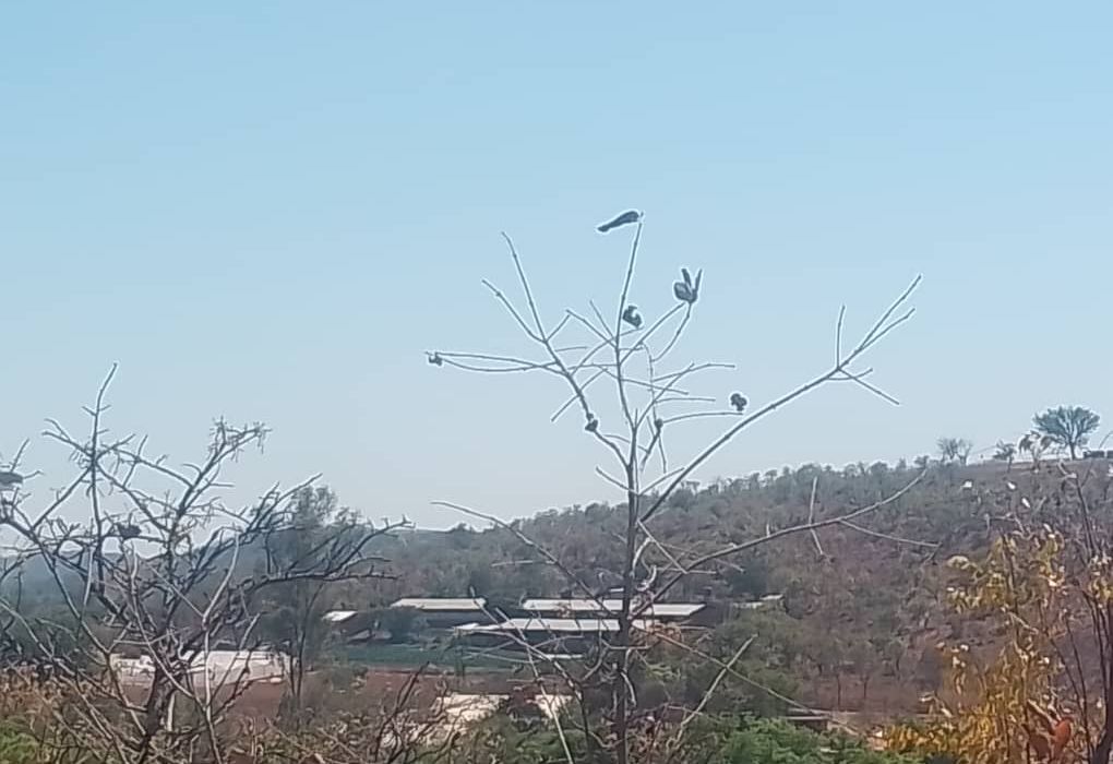 Plot for Sale in Arcturus, Rusike Estate  