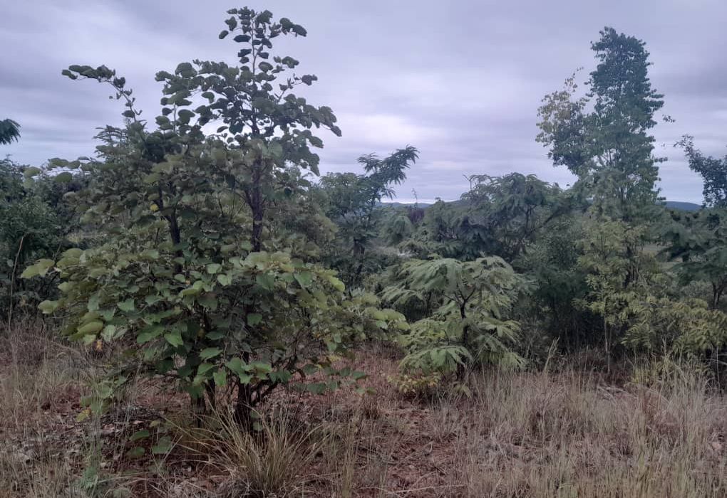 Plot for Sale in Arcturus, Rusike Estate  