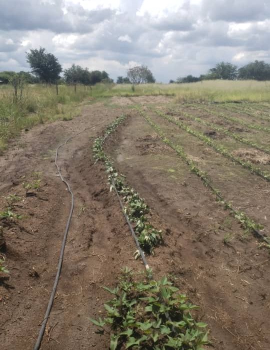 Prime Agro Residential Plot In Norton