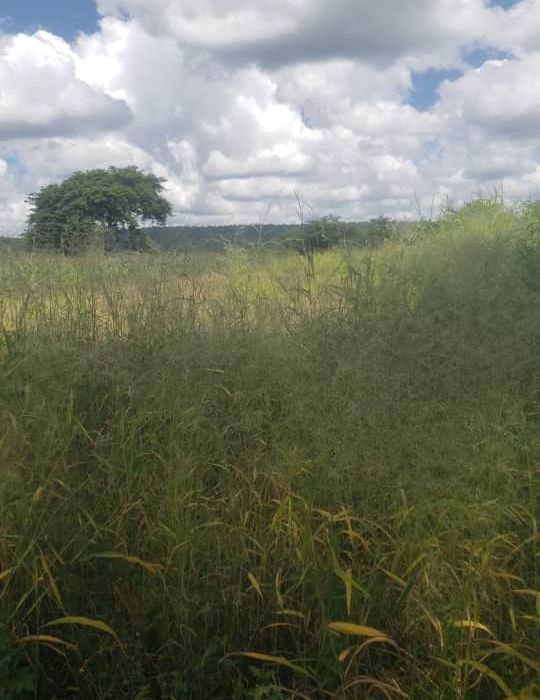 Prime Agro Residential Plot In Norton