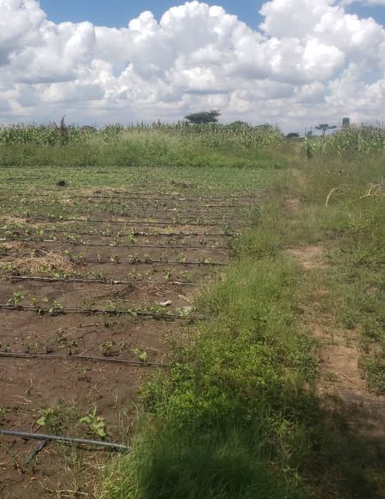 Prime Agro Residential Plot In Norton