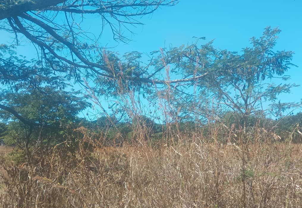 Residential Land in Mandara/Lichendale 