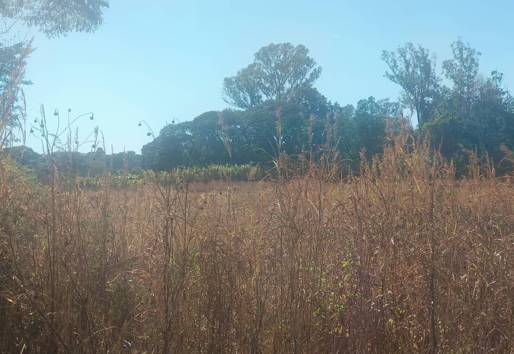 Residential Land in Mandara/Lichendale 