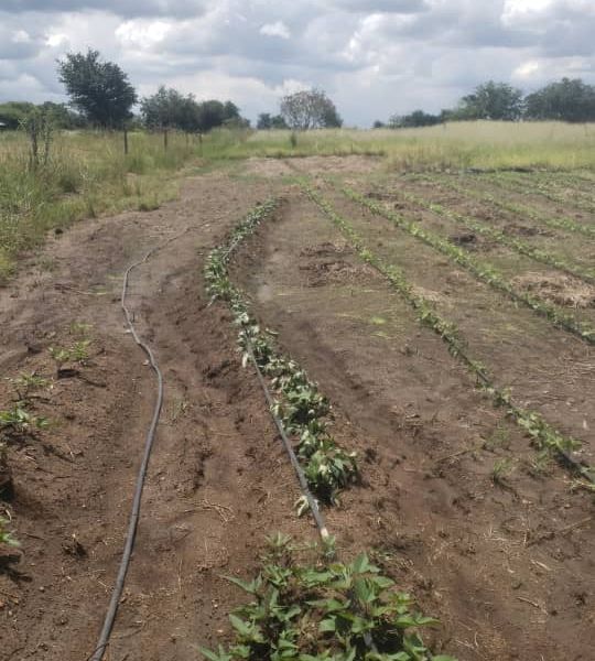 Residential Plot for Sale in Norton 