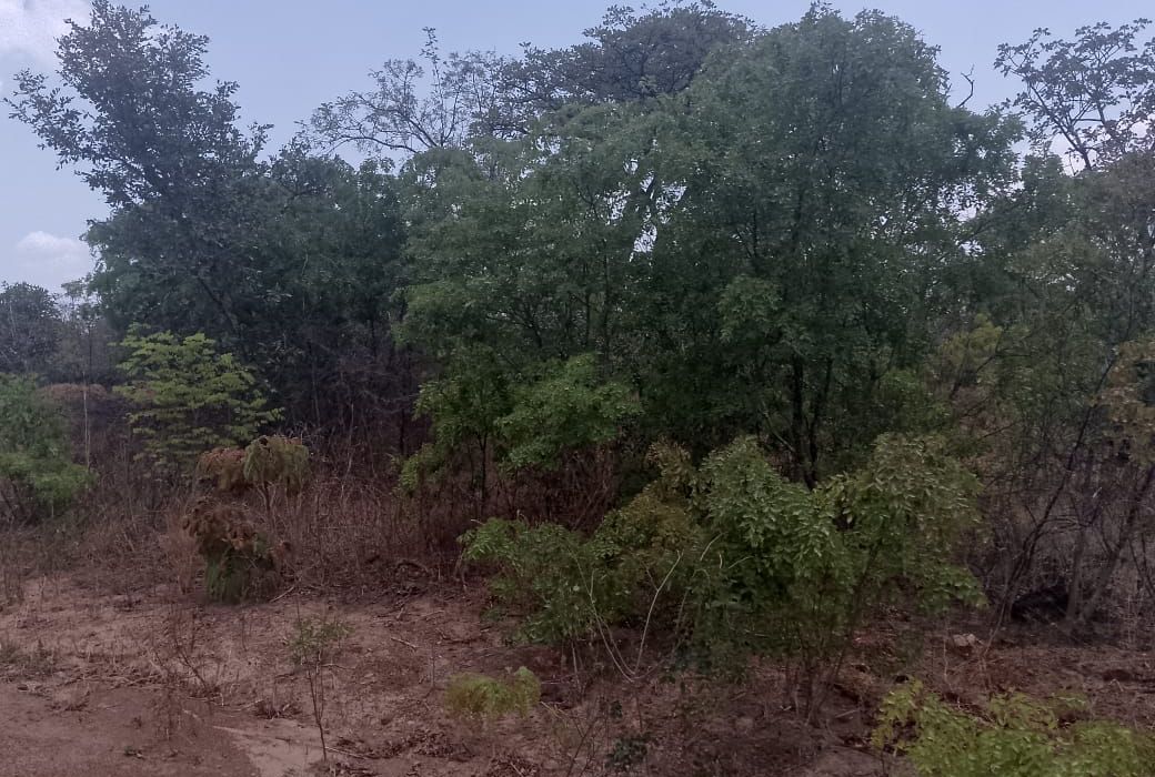 Stand for Sale in Blue Ranges, Kadoma 