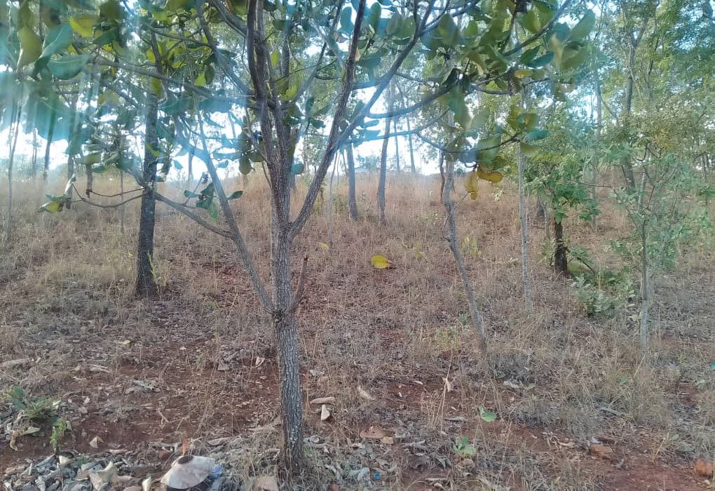 Stand for Sale in Glen Lorne 