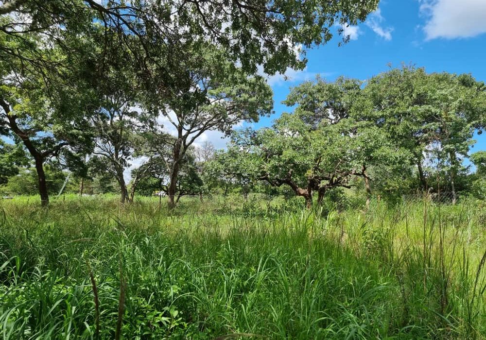 Stand for Sale in Helensvale 