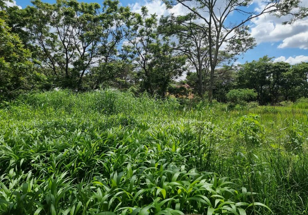 Stand for Sale in Helensvale 