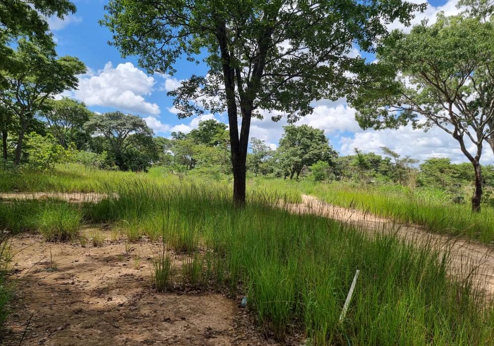 Stand for Sale in Helensvale 