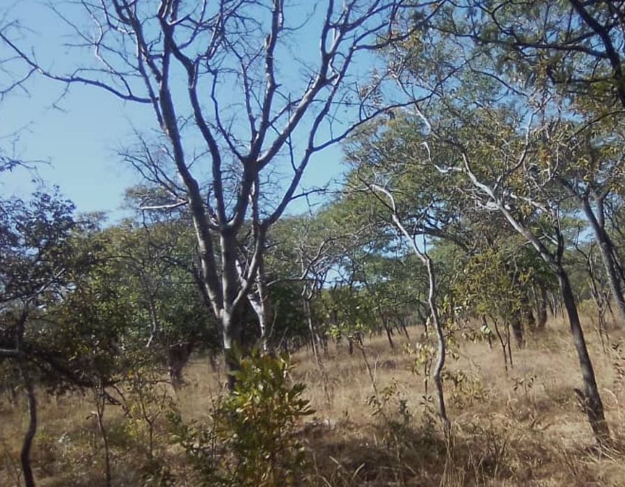 Sunbury Gweru Plots for sale choice of 4