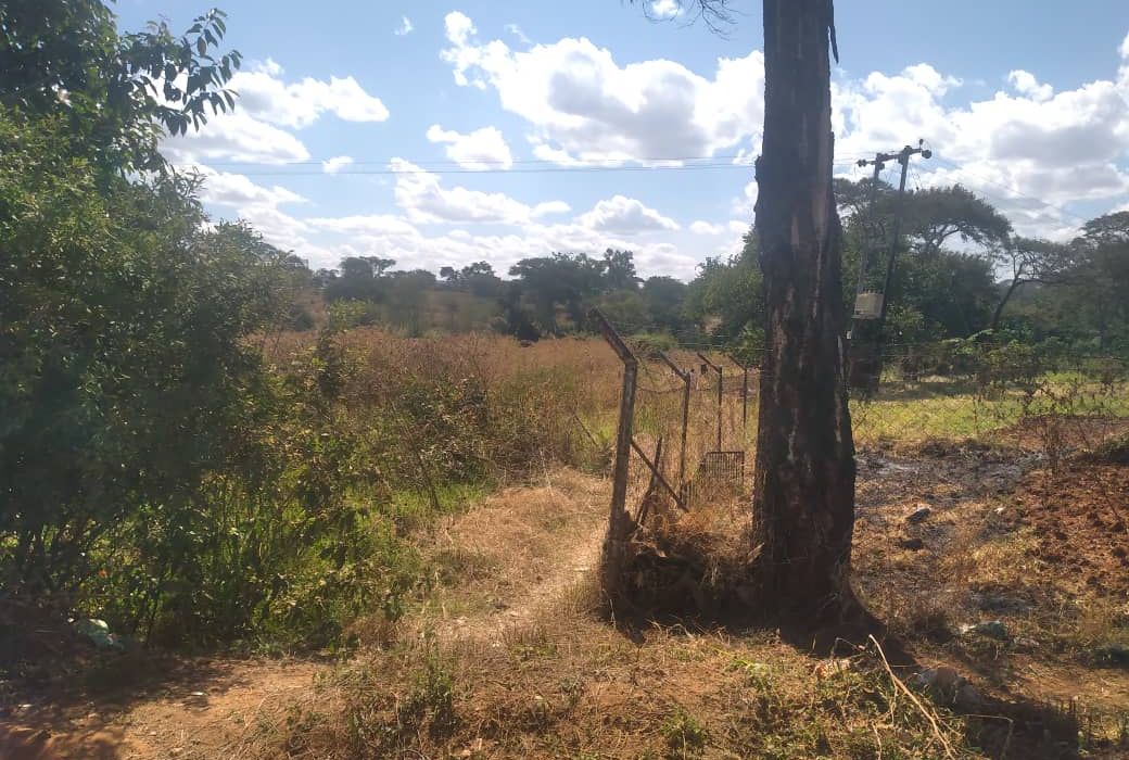 Titled Medium to Low Density Stand in Cold Stream - Chinhoyi
