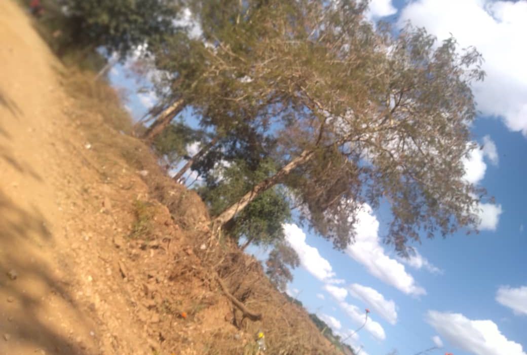 Titled Medium to Low Density Stand in Cold Stream - Chinhoyi