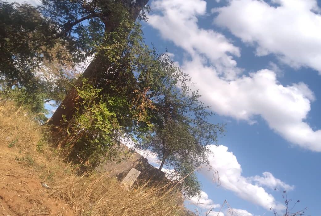 Titled Medium to Low Density Stand in Cold Stream - Chinhoyi