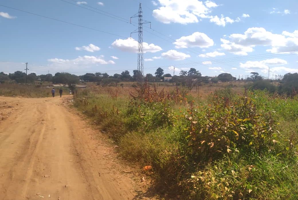 Titled Medium to Low Density Stand in Cold Stream - Chinhoyi