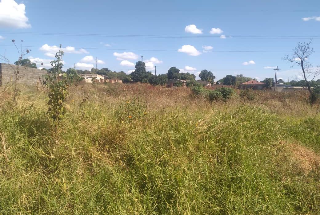 Titled Medium to Low Density Stand in Cold Stream - Chinhoyi