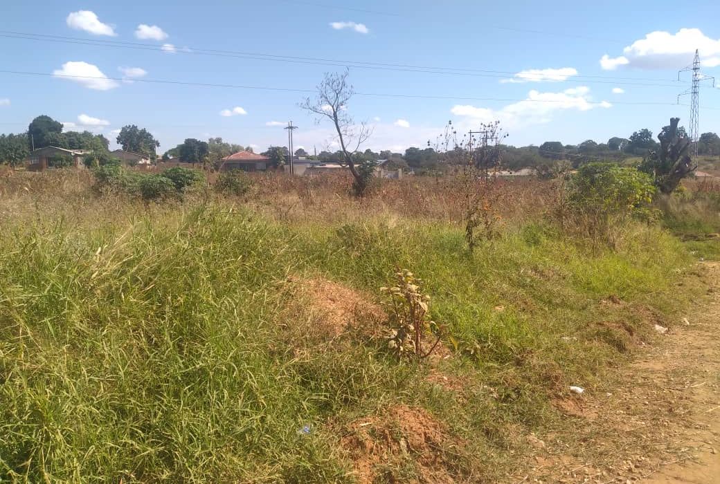 Titled Medium to Low Density Stand in Cold Stream - Chinhoyi